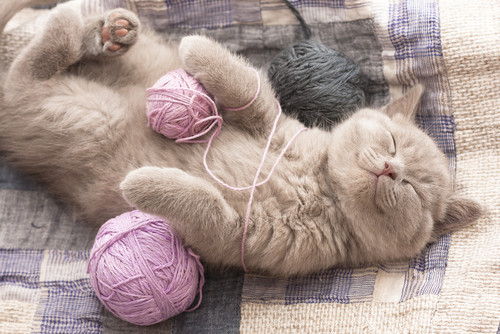 Blog_happy-cat_2.jpg
