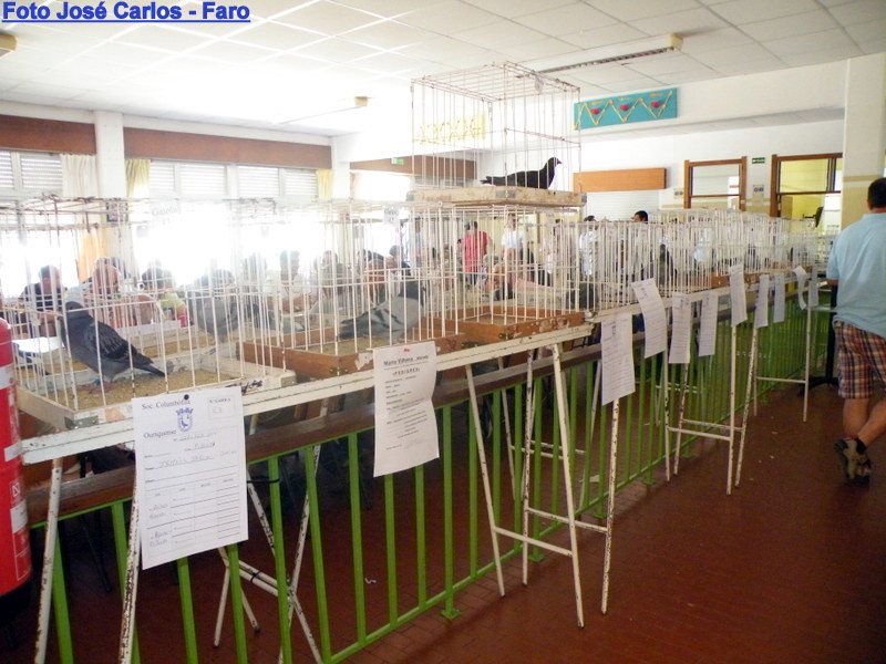 Leilão de Ourique 2016 011.JPG Leilão de Ourique 2016 011.JPG