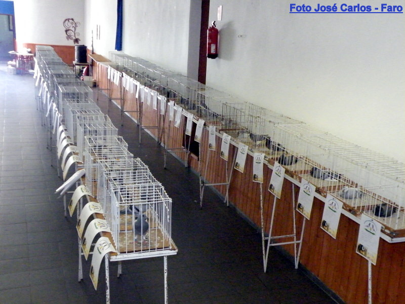 Leilão Ervidel 046.JPG Leilão Ervidel 046.JPG