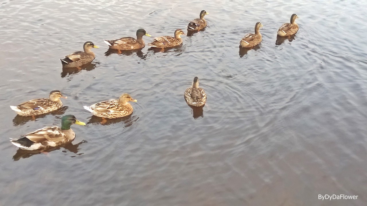 muitos patos no rio.jpg muitos patos no rio.jpg