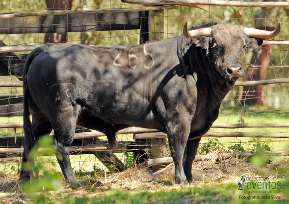Fotos dos Toiros para a corrida 15 Maio 2015 nas Caldas da Rainha